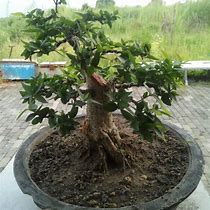 Bonsai Anting Putri Tidak Bisa Besar